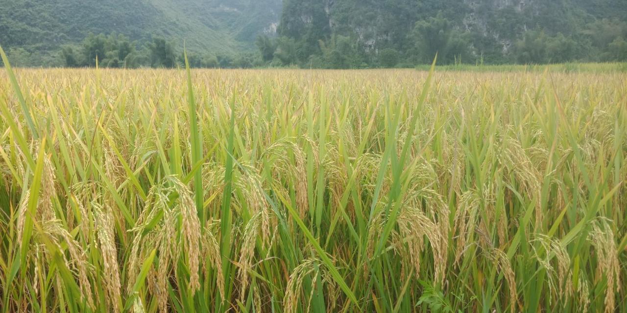 Yen Nhi Homestay Ban Gioc Cao Bang Exterior photo